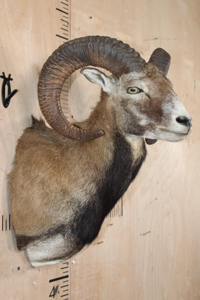 MOUFLON Shoulder Mount - 4