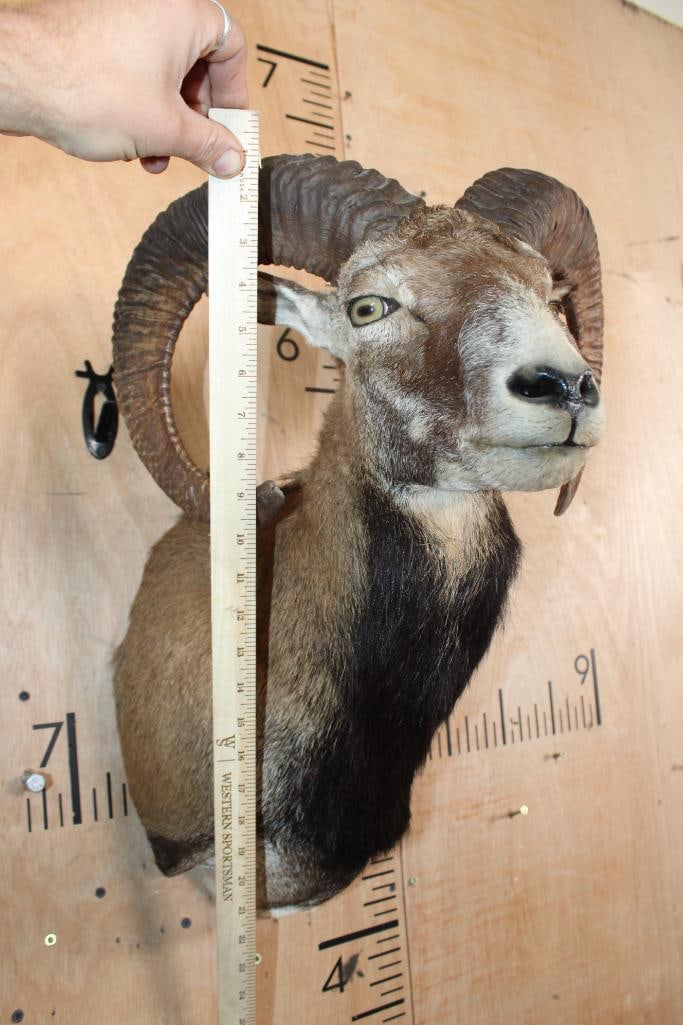 MOUFLON Shoulder Mount - 5