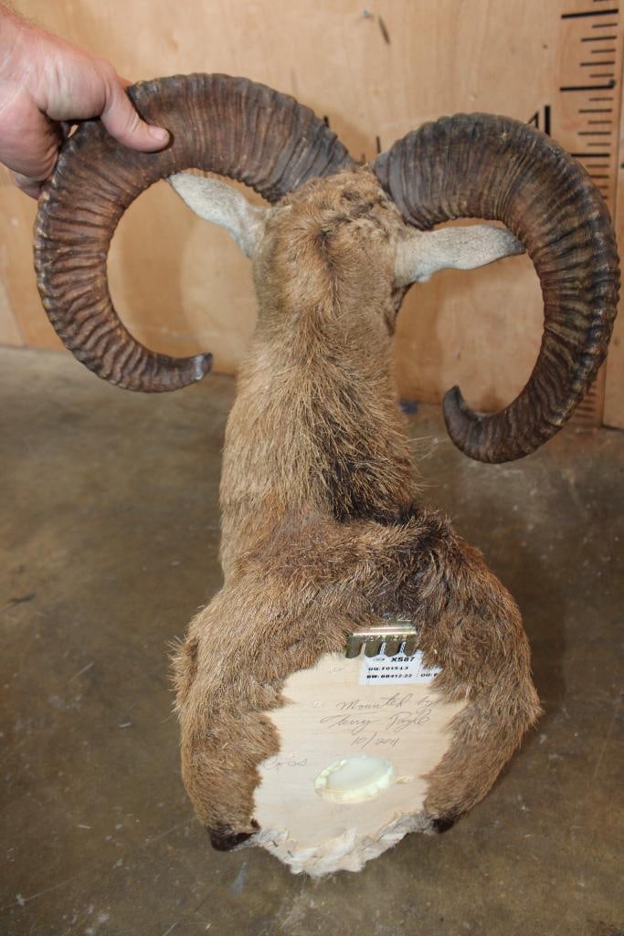 MOUFLON Shoulder Mount - 6