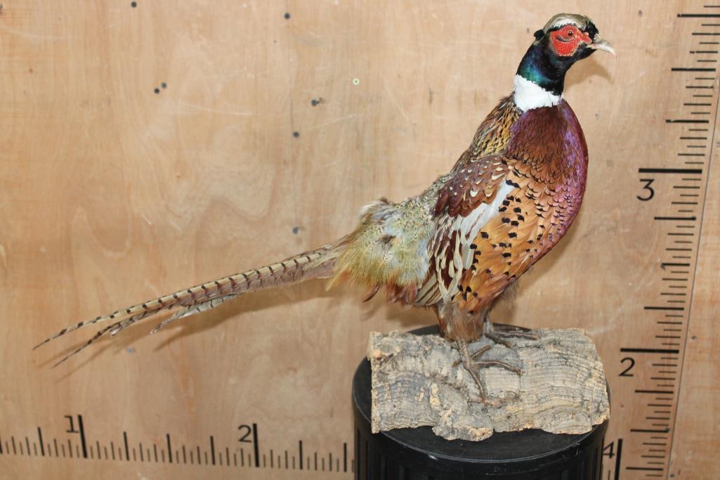 Life-sized PHEASANT on a Tree Bark Base - 2