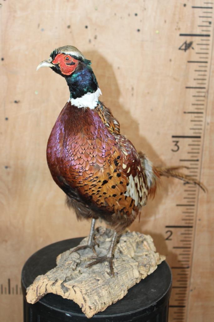 Life-sized PHEASANT on a Tree Bark Base - 3