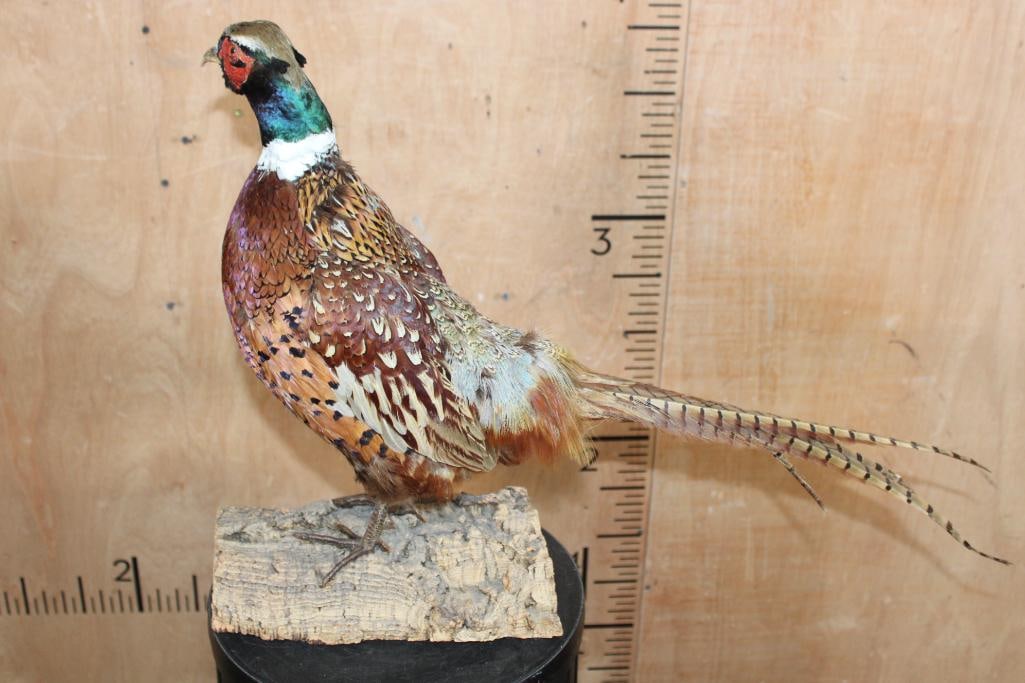 Life-sized PHEASANT on a Tree Bark Base - 4