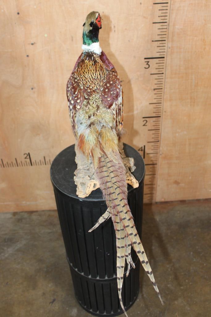 Life-sized PHEASANT on a Tree Bark Base - 5