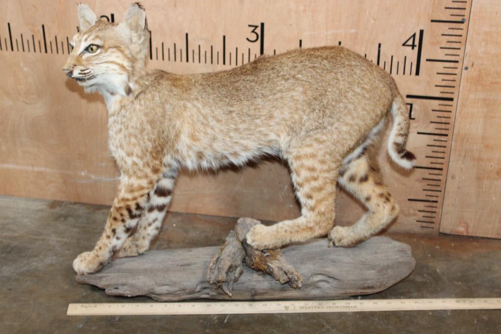 Life-sized BOBCAT on a Driftwood Base - 2