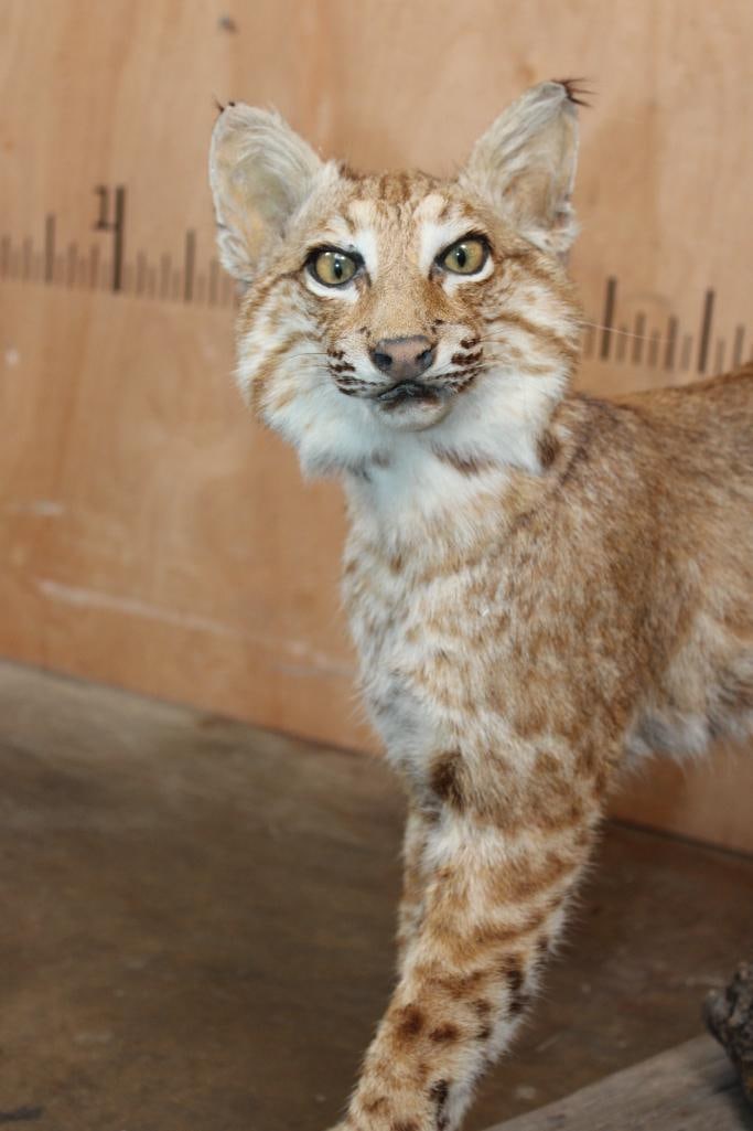 Life-sized BOBCAT on a Driftwood Base - 3
