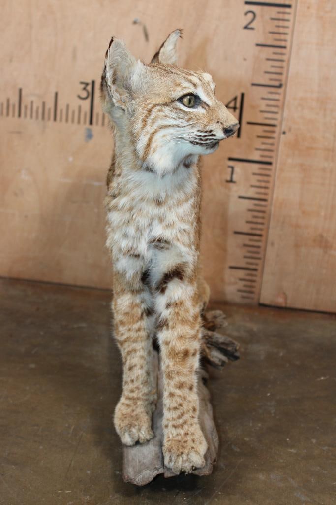 Life-sized BOBCAT on a Driftwood Base - 4