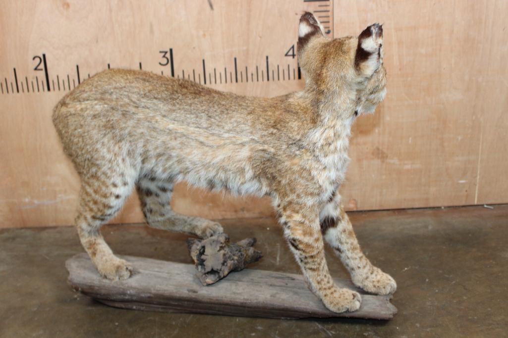 Life-sized BOBCAT on a Driftwood Base - 5