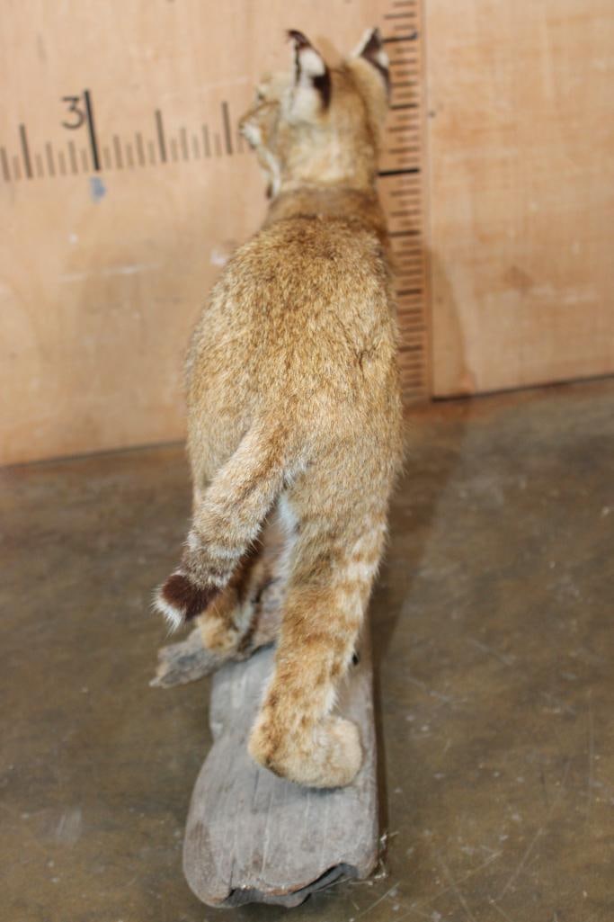 Life-sized BOBCAT on a Driftwood Base - 7