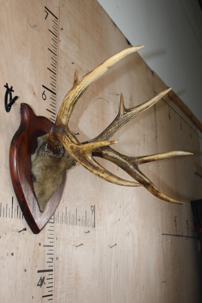 Small 8-Point ELK Antler Rack on a Skull Cap with Hide and mounted on a Wood Plaque - 2