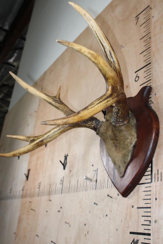 Small 8-Point ELK Antler Rack on a Skull Cap with Hide and mounted on a Wood Plaque - 3