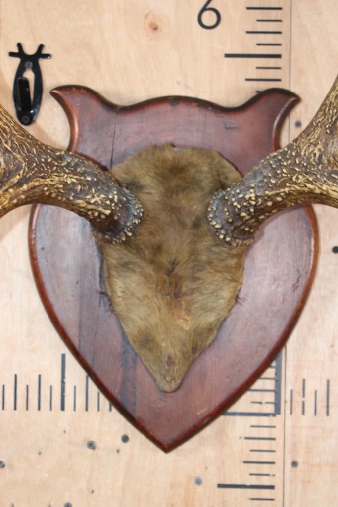 Small 8-Point ELK Antler Rack on a Skull Cap with Hide and mounted on a Wood Plaque - 4