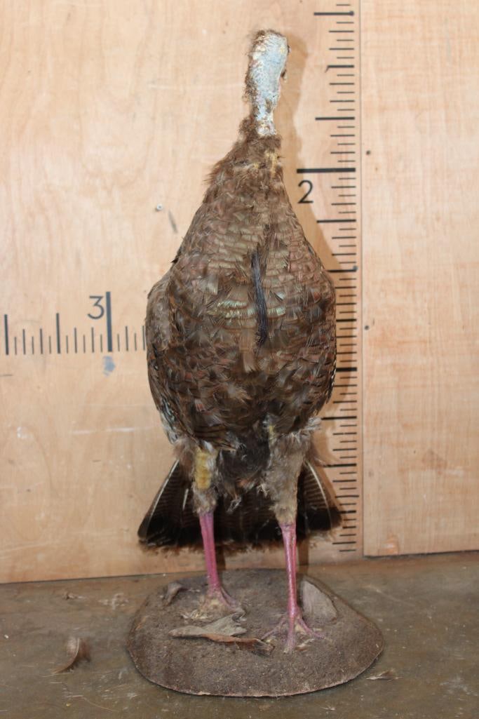 Life-sized Bearded TURKEY Hen on a Natural Base - 2