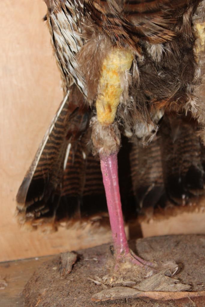 Life-sized Bearded TURKEY Hen on a Natural Base - 3