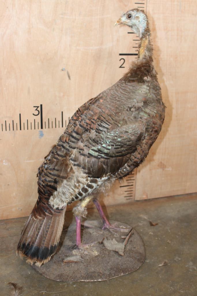 Life-sized Bearded TURKEY Hen on a Natural Base - 4