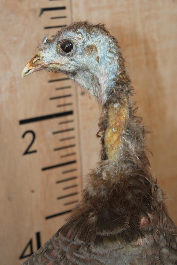 Life-sized Bearded TURKEY Hen on a Natural Base - 5