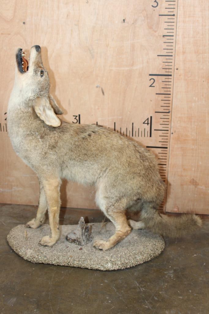 Life-sized "Howling" COYOTE on a Natural Base - 2
