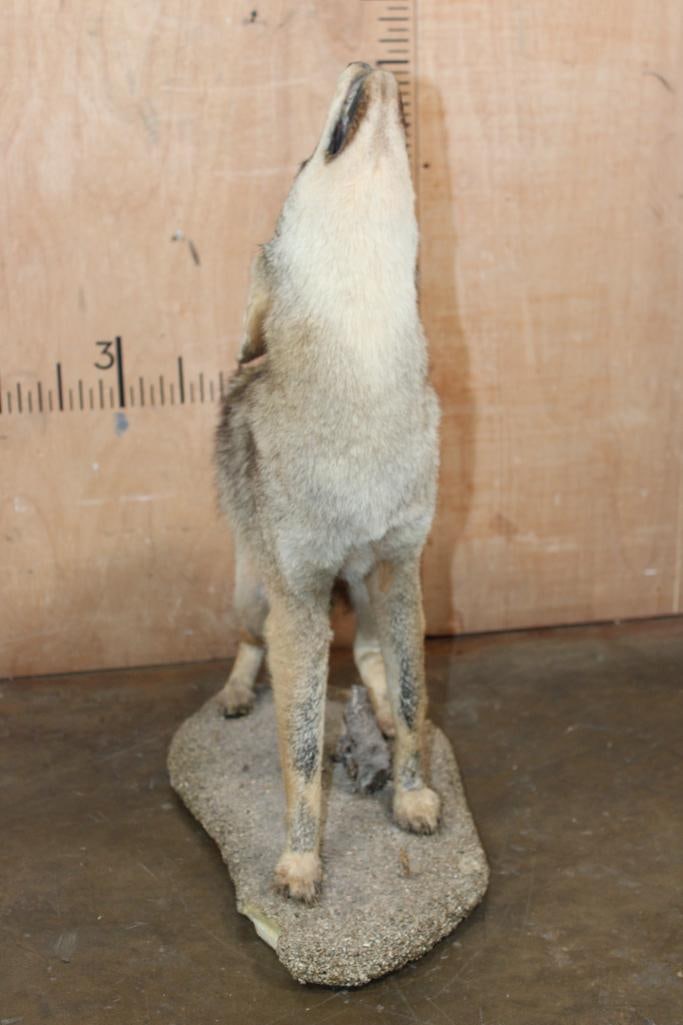 Life-sized "Howling" COYOTE on a Natural Base - 3