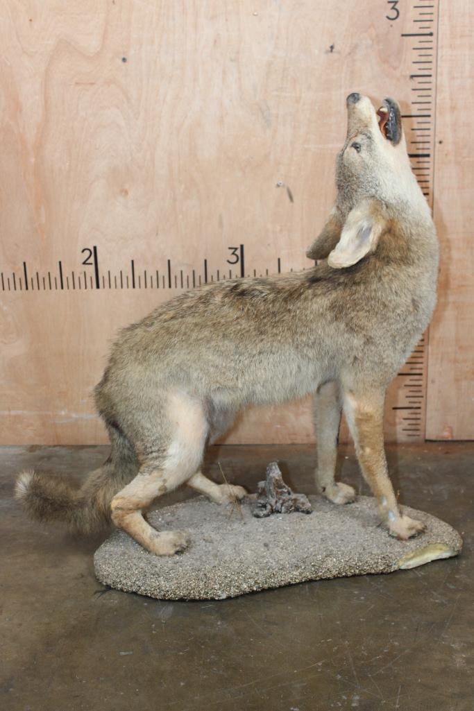 Life-sized "Howling" COYOTE on a Natural Base - 4