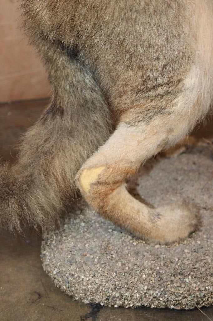 Life-sized "Howling" COYOTE on a Natural Base - 5
