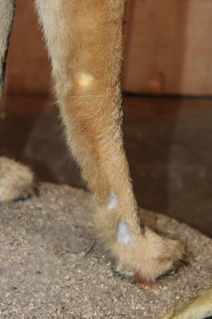 Life-sized "Howling" COYOTE on a Natural Base - 6