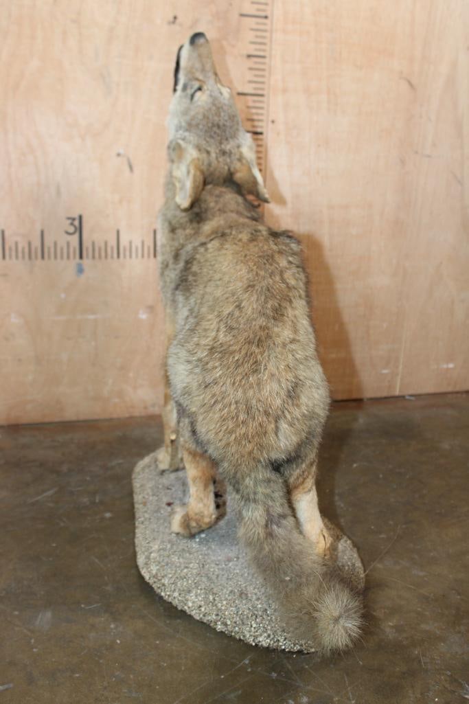 Life-sized "Howling" COYOTE on a Natural Base - 7