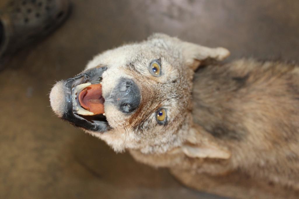 Life-sized "Howling" COYOTE on a Natural Base - 8