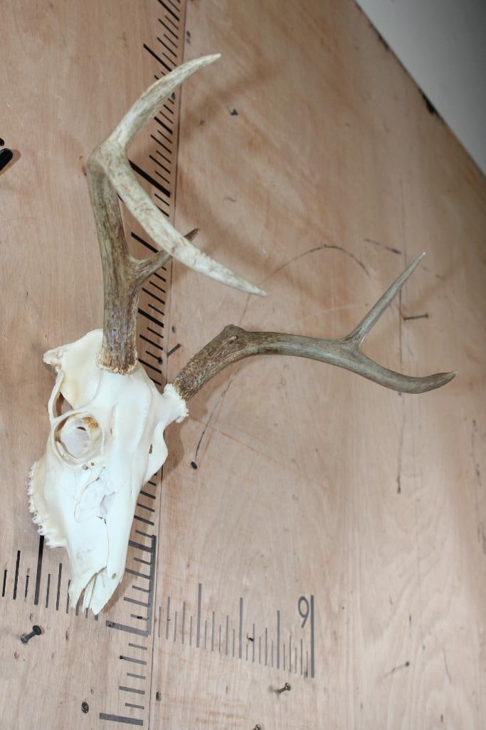 5-Point WHITETAIL DEER Skull - 2