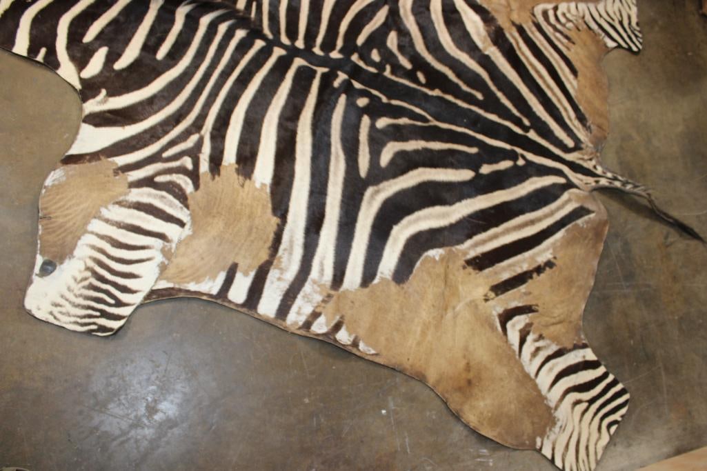 ZEBRA Hide Rug - 4