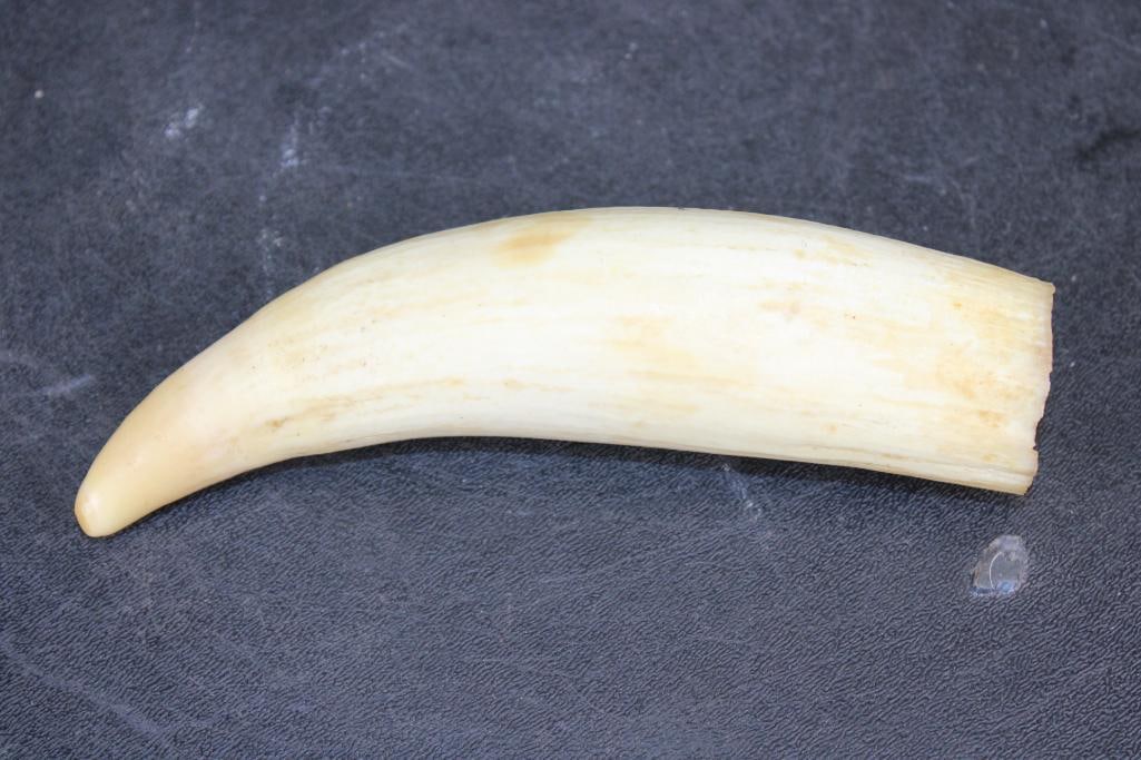 Pre 1972 SPERM WHALE Tooth - 2