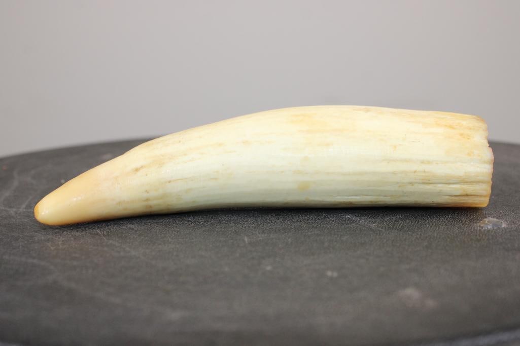 Pre 1972 SPERM WHALE Tooth - 3
