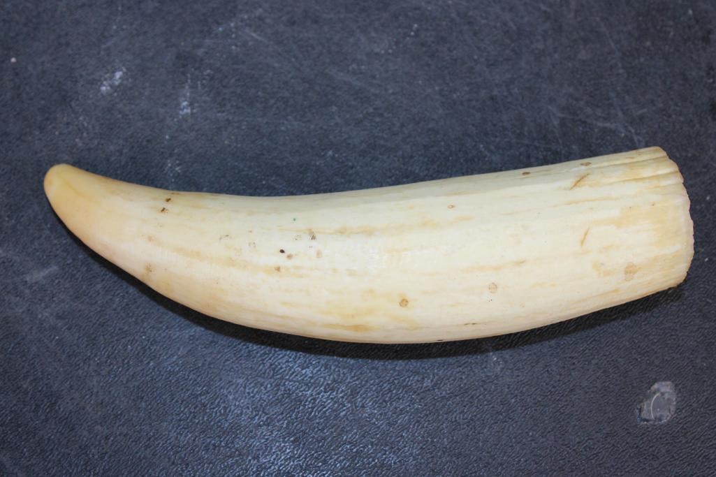 Pre 1972 SPERM WHALE Tooth - 4