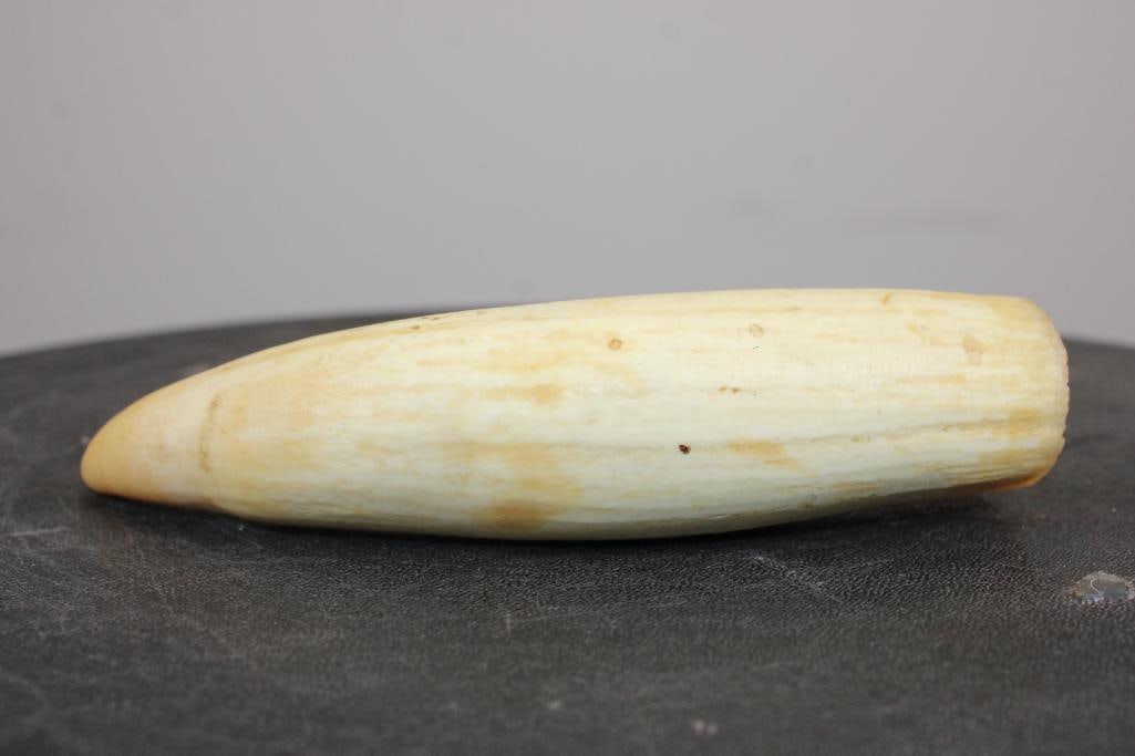 Pre 1972 SPERM WHALE Tooth - 5