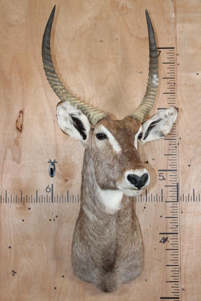 WATERBUCK Shoulder Mount - 2