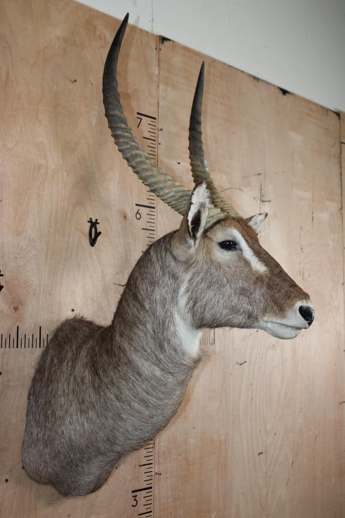 WATERBUCK Shoulder Mount - 3