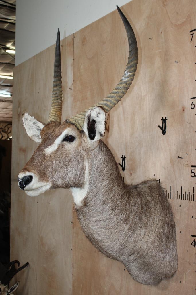 WATERBUCK Shoulder Mount - 4