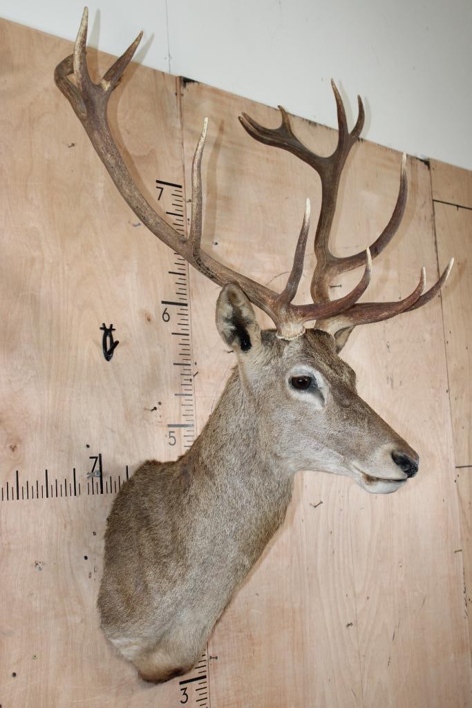 16-Point RED STAG Shoulder Mount - 2