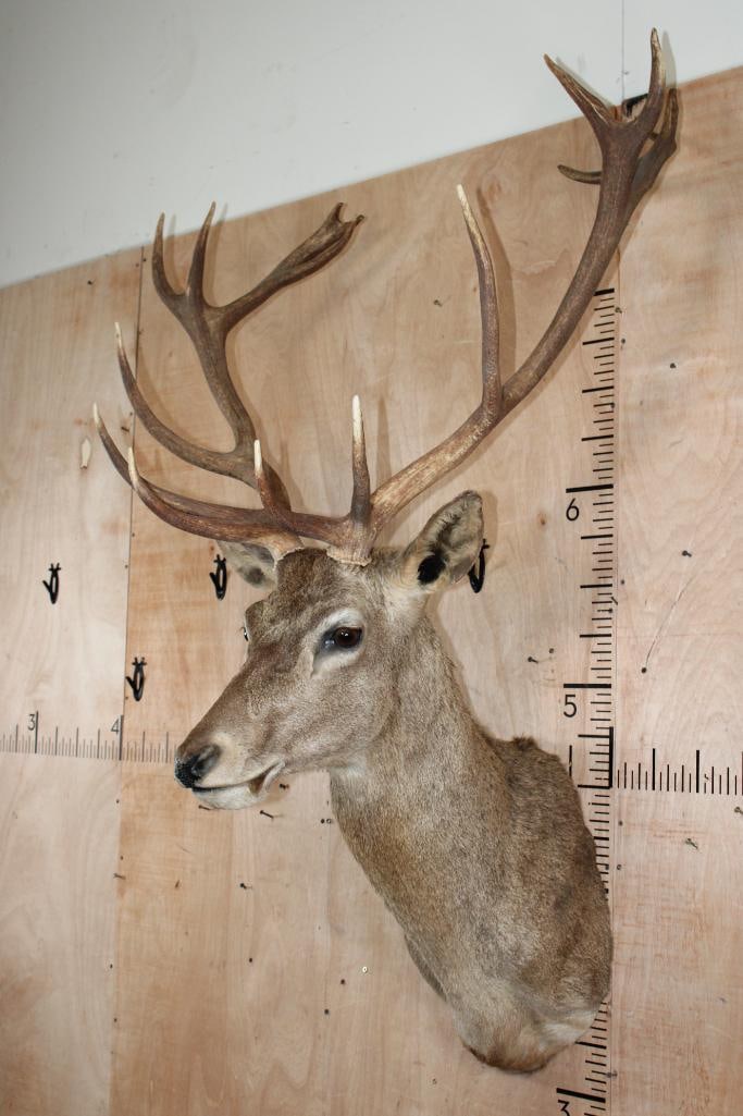 16-Point RED STAG Shoulder Mount - 3