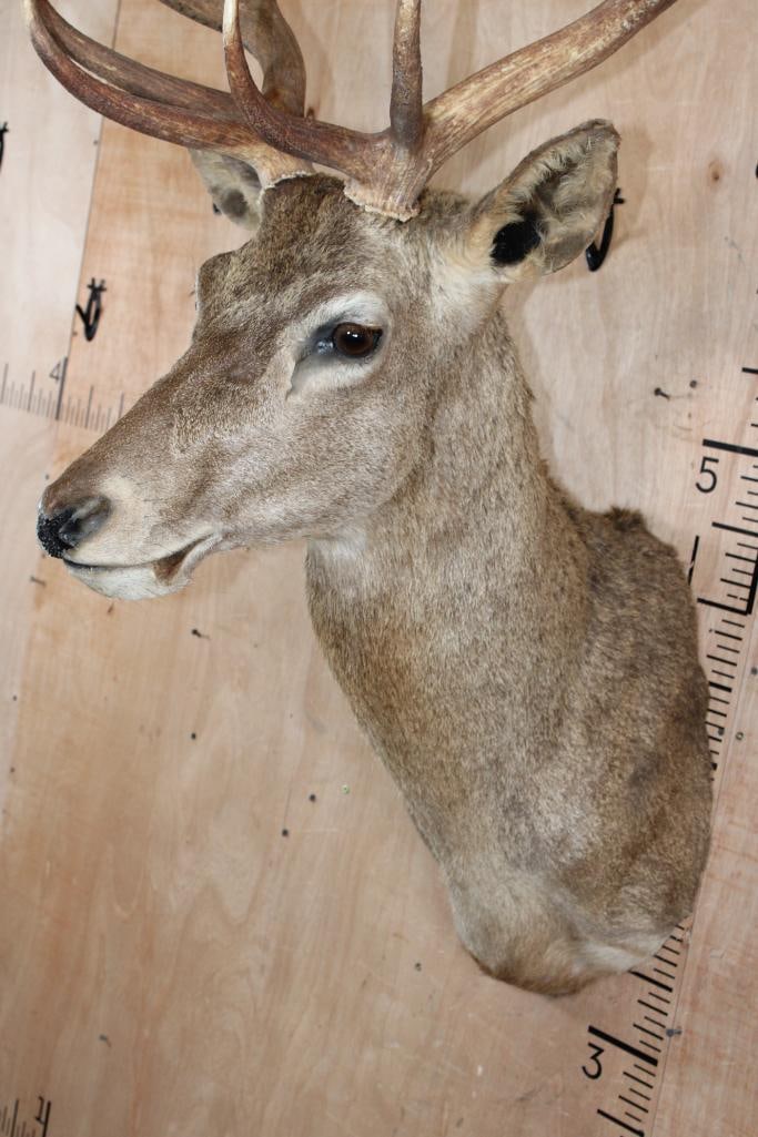16-Point RED STAG Shoulder Mount - 4