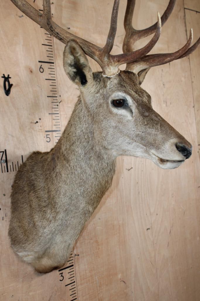 16-Point RED STAG Shoulder Mount - 5
