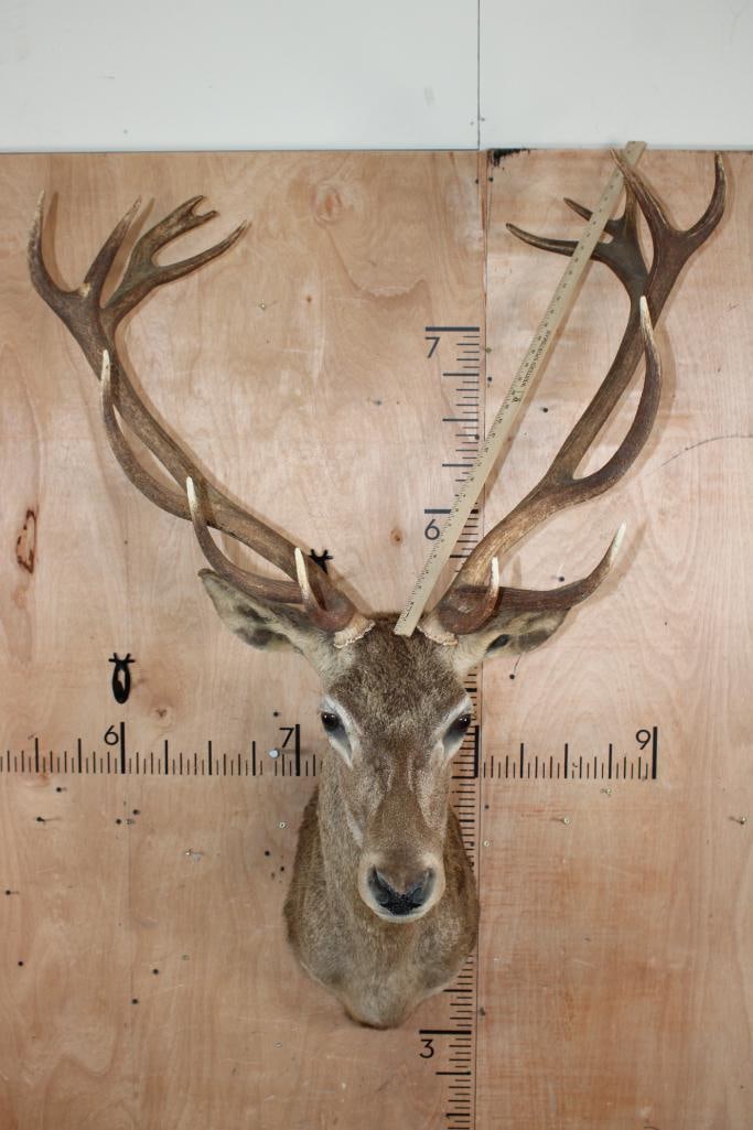 16-Point RED STAG Shoulder Mount - 6