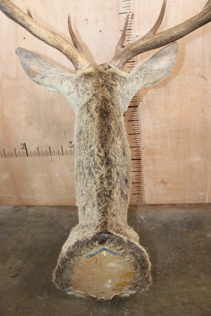 16-Point RED STAG Shoulder Mount - 7
