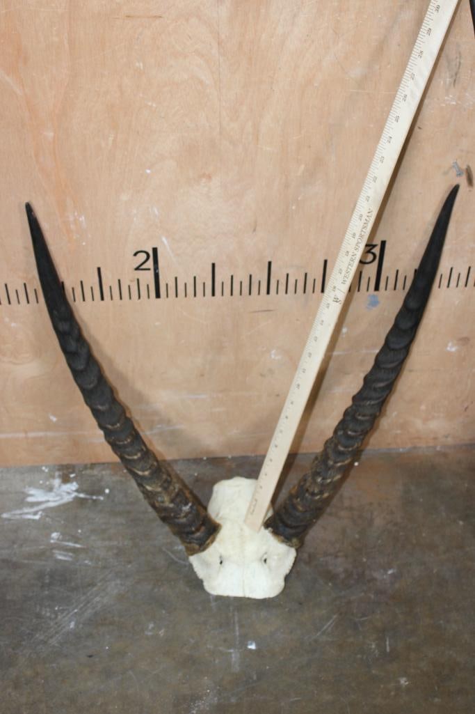 (1) GEMSBOK, (1) WATERBUCK, and (1) BLACKBUCK Skull, All on Skull Caps - 2