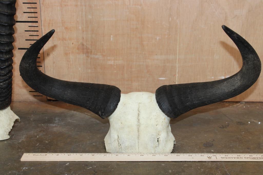(1) GEMSBOK, (1) WATERBUCK, and (1) BLACKBUCK Skull, All on Skull Caps - 4