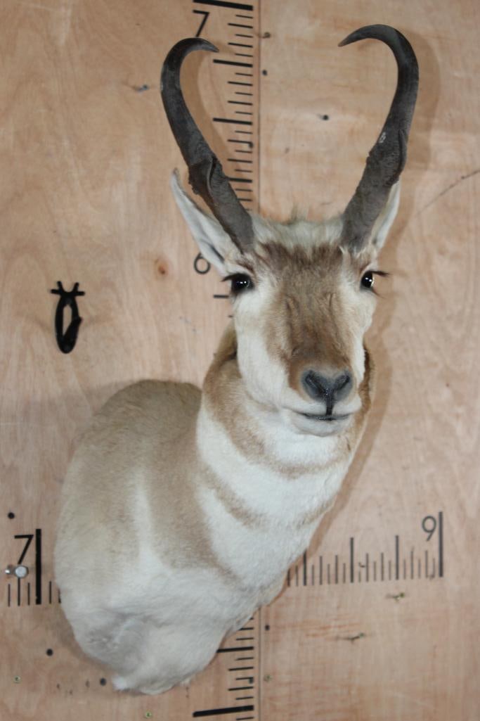 PRONGHORN Shoulder Mount - 2