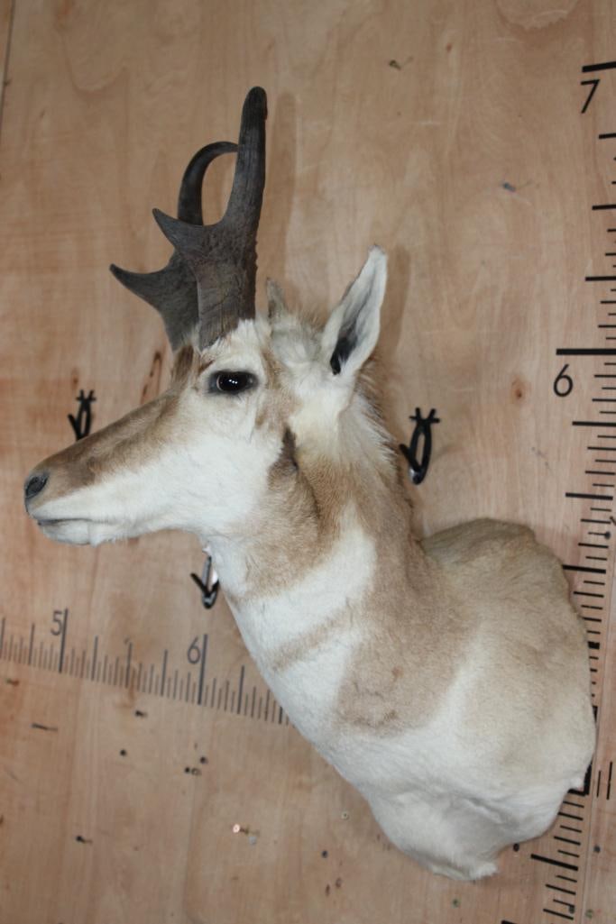 PRONGHORN Shoulder Mount - 3