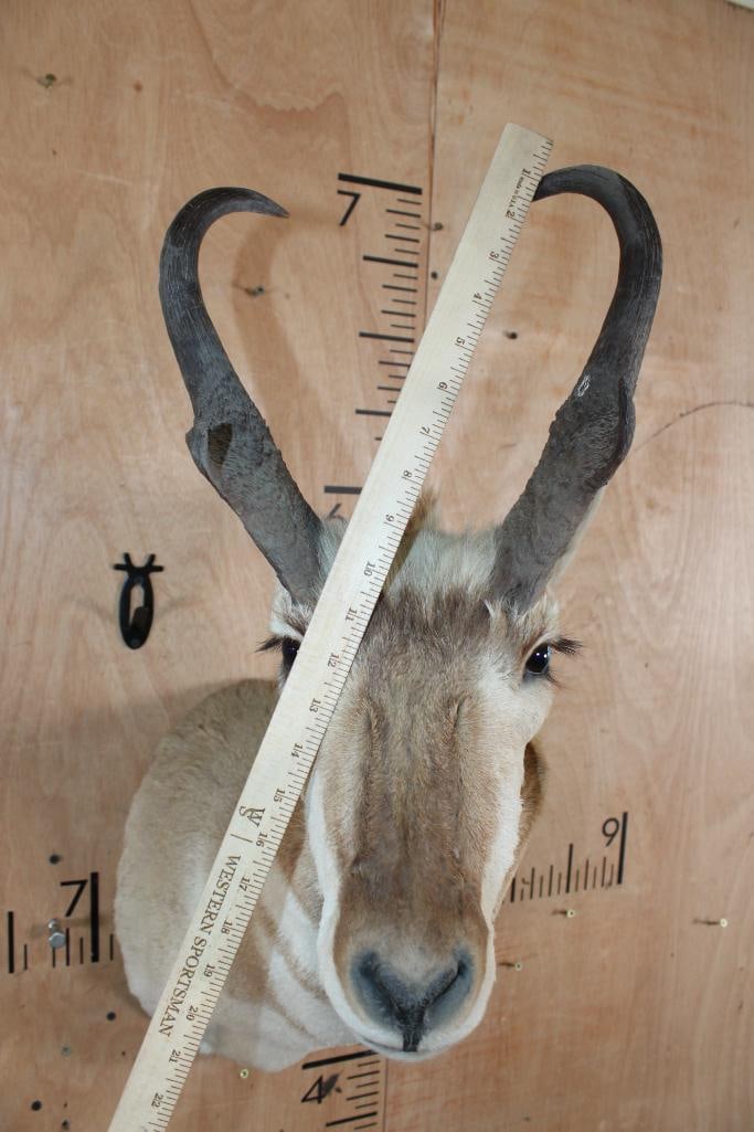 PRONGHORN Shoulder Mount - 4