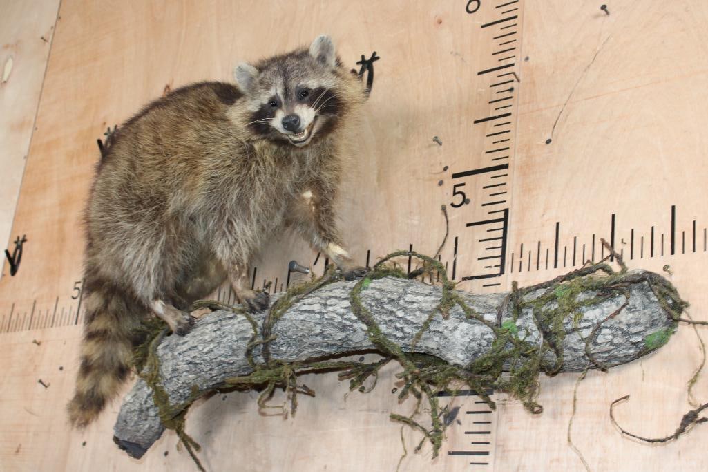 Life-sized RACCOON on a Lightweight Log Wall Base - 2