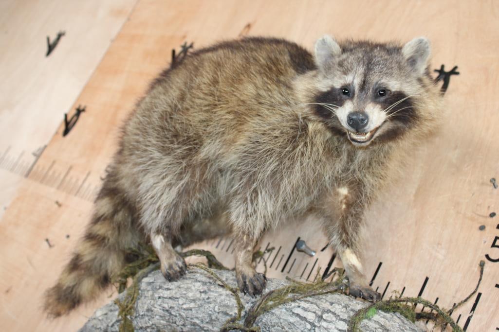 Life-sized RACCOON on a Lightweight Log Wall Base - 3
