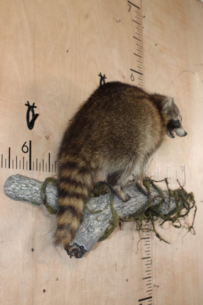 Life-sized RACCOON on a Lightweight Log Wall Base - 4