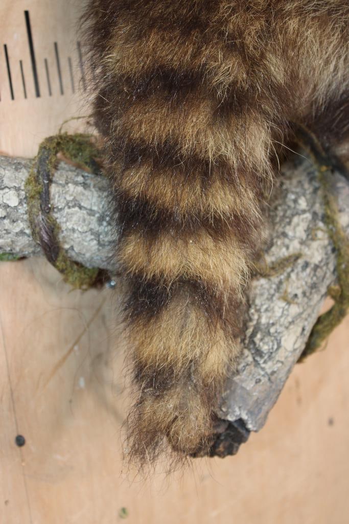 Life-sized RACCOON on a Lightweight Log Wall Base - 5